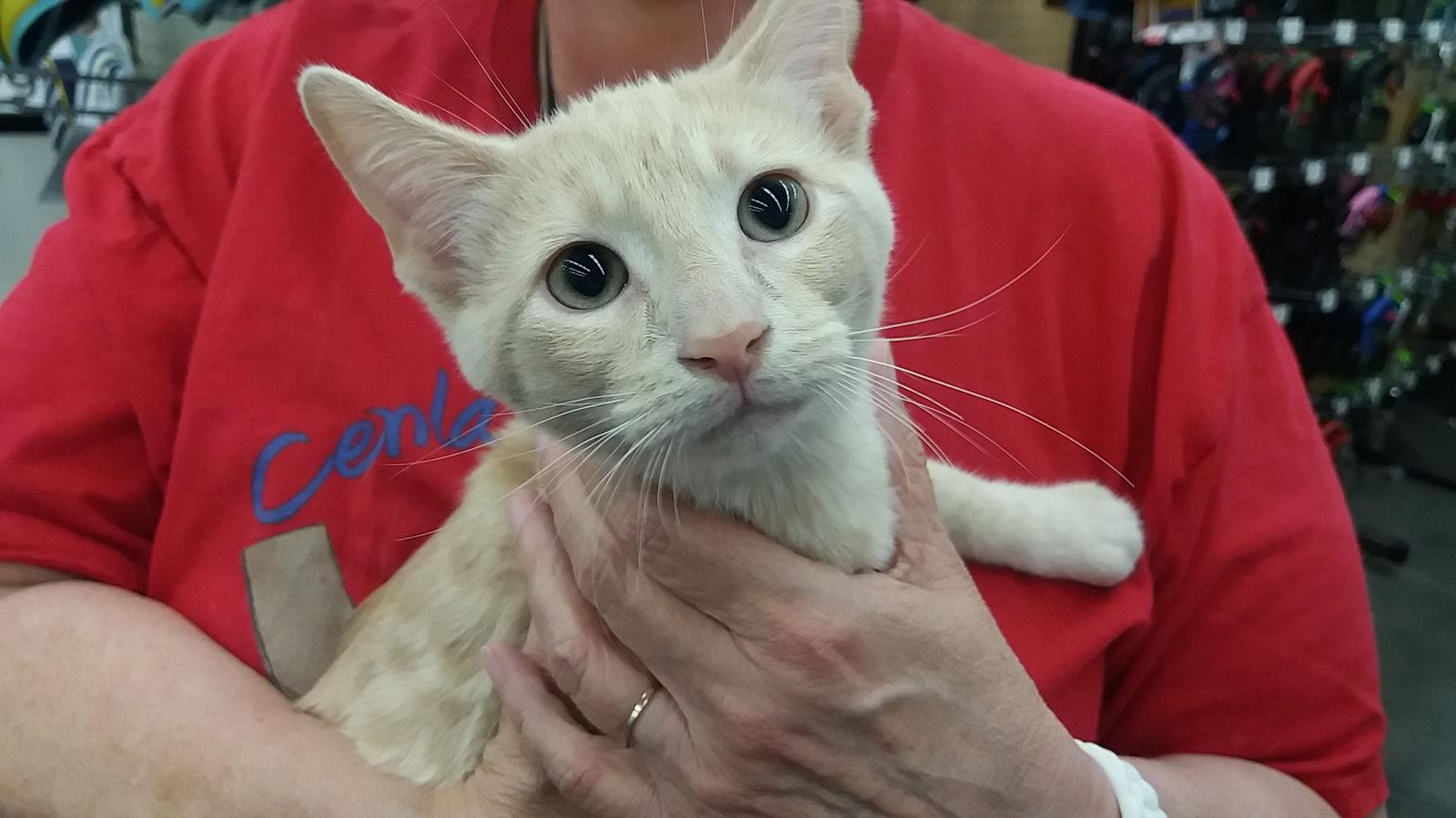 Enlarge Mike, a Adopted Tabby in Pineville, LA image 1/2