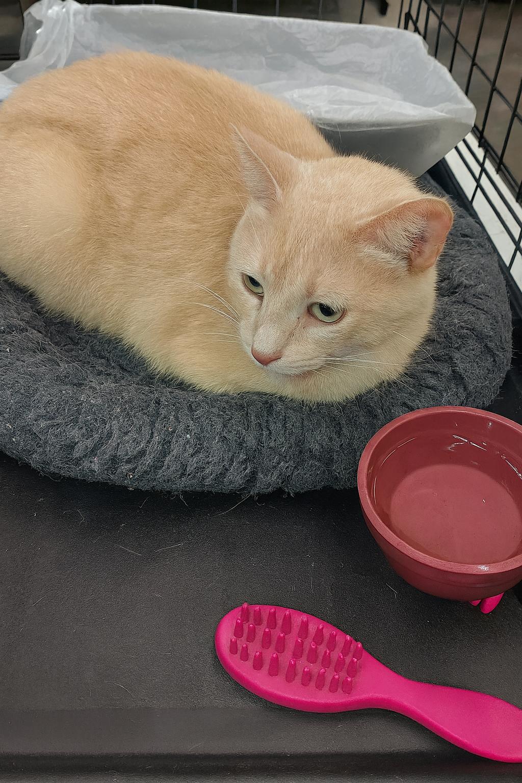 Enlarge Mike, a Adopted Tabby in Pineville, LA image 2/2