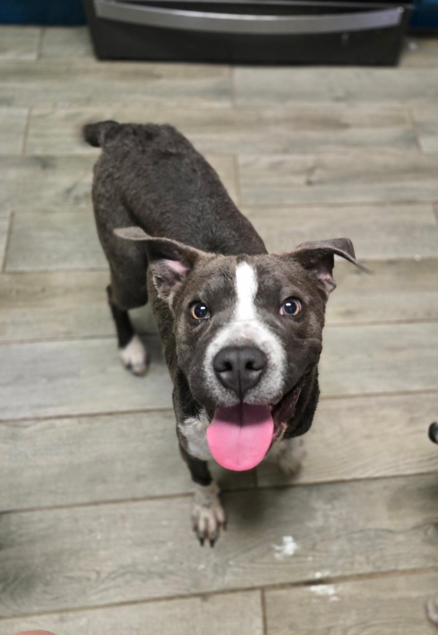 Blue Bell, ADOPTABLE, Young Female Curly-Coated Retriever & American Bulldog.