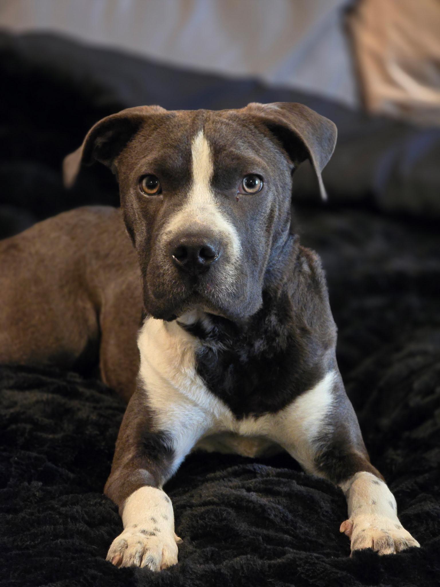 Blue Bell, ADOPTABLE, Young Female Curly-Coated Retriever & American Bulldog.