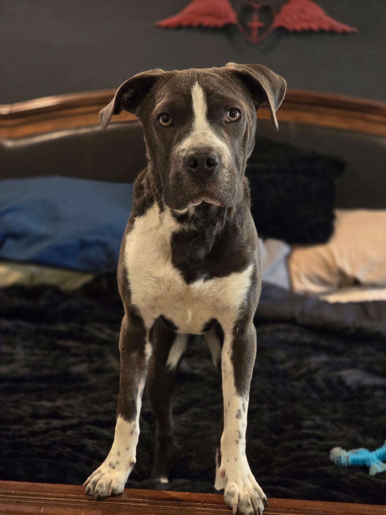 Enlarge Blue Bell, a ADOPTABLE mixed breed in Milton, FL image 3/4