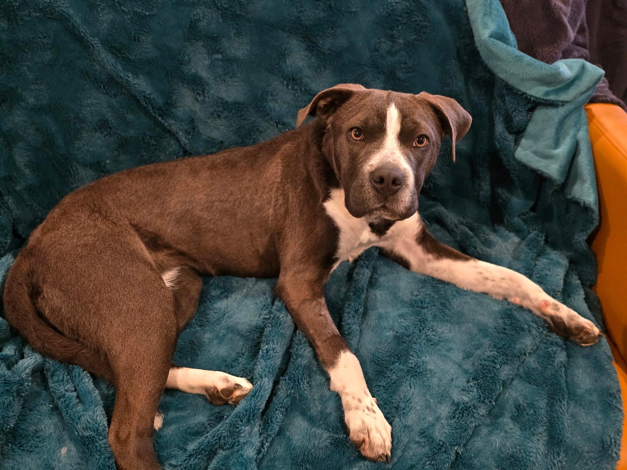 Enlarge Blue Bell, a ADOPTABLE mixed breed in Milton, FL image 2/4