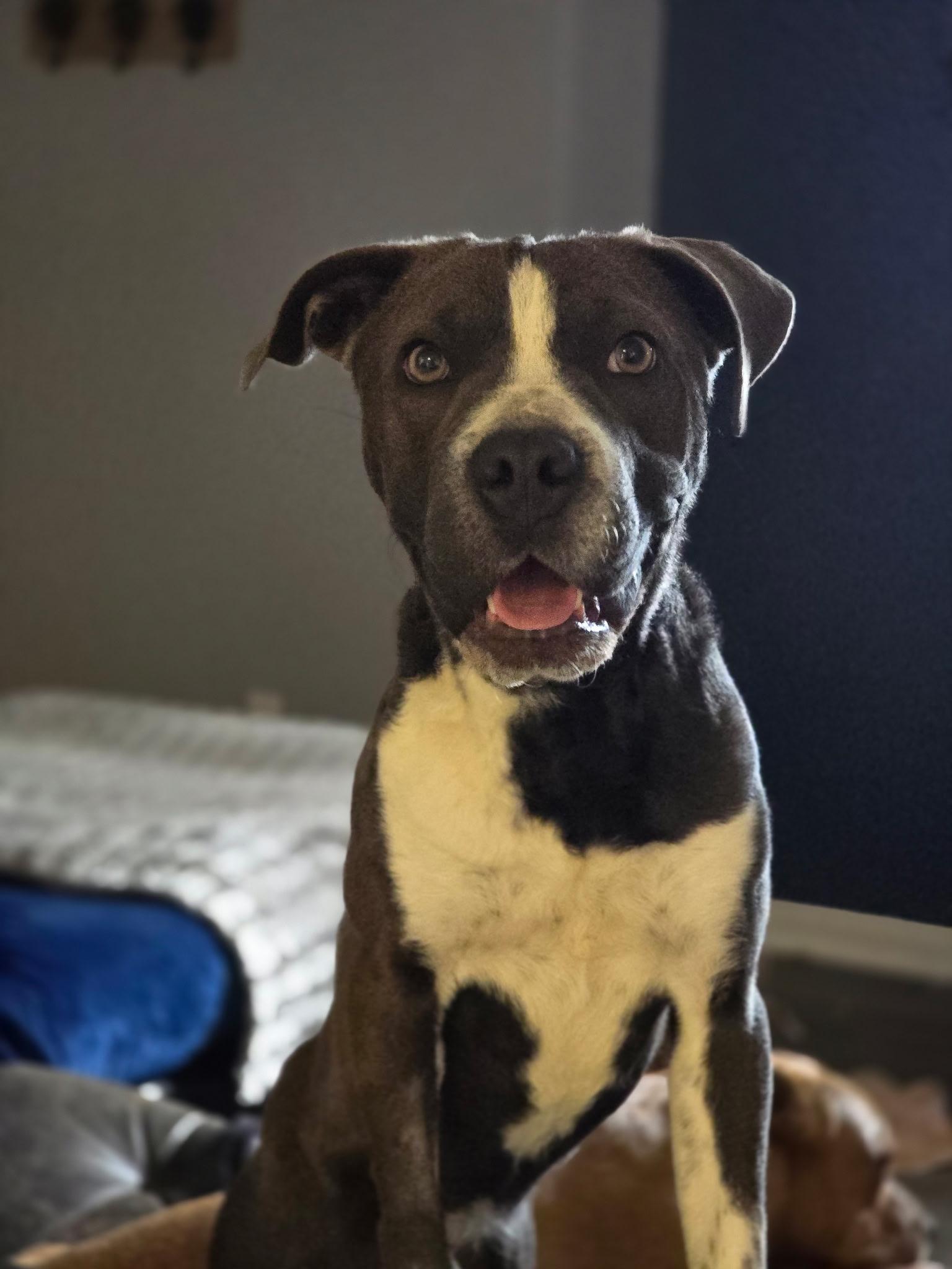 Enlarge Blue Bell, a ADOPTABLE mixed breed in Milton, FL image 4/4