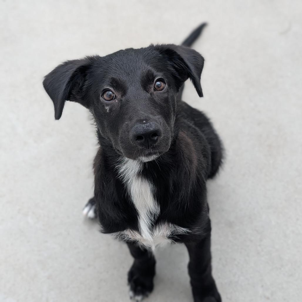 Enlarge Pascal, an adoptable mixed breed in Fenton, MI image 2/2