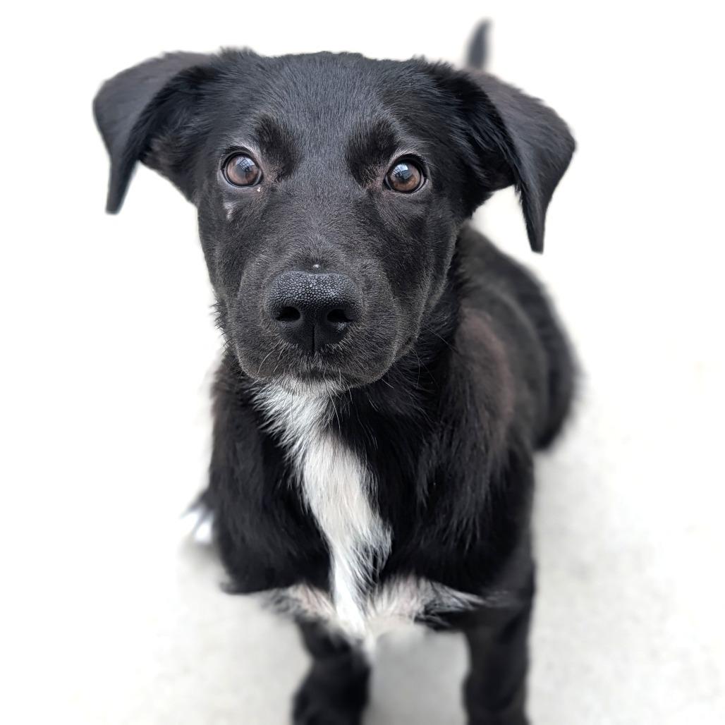 Pascal, adoptable, Puppy Male Border Collie & Mixed Breed.