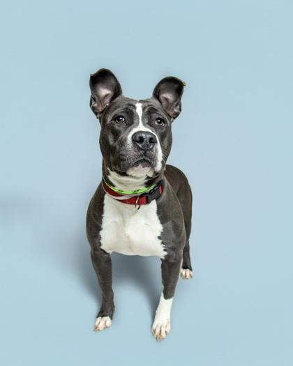 Marigold, a ADOPTABLE mixed breed in Sevierville, TN image 1/4