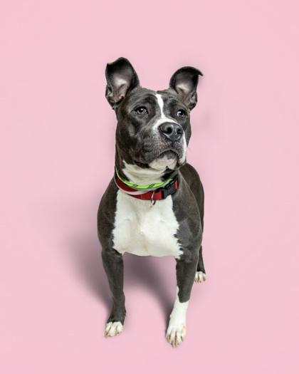 Marigold, a ADOPTABLE mixed breed in Sevierville, TN image 2/4