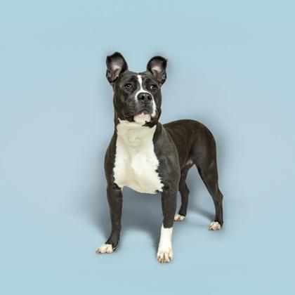 Marigold — thumbnail 4