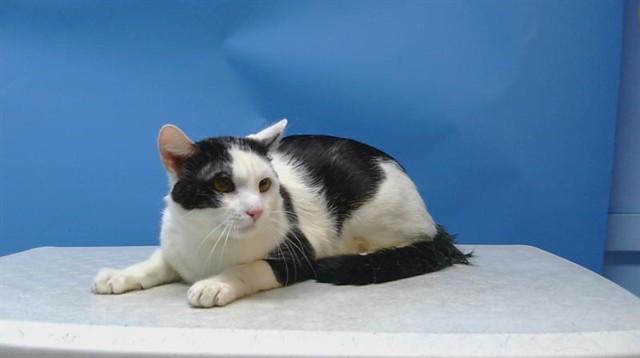 Enlarge ADEN, a Adoptable Domestic Short Hair in Gardena, CA image 1/1
