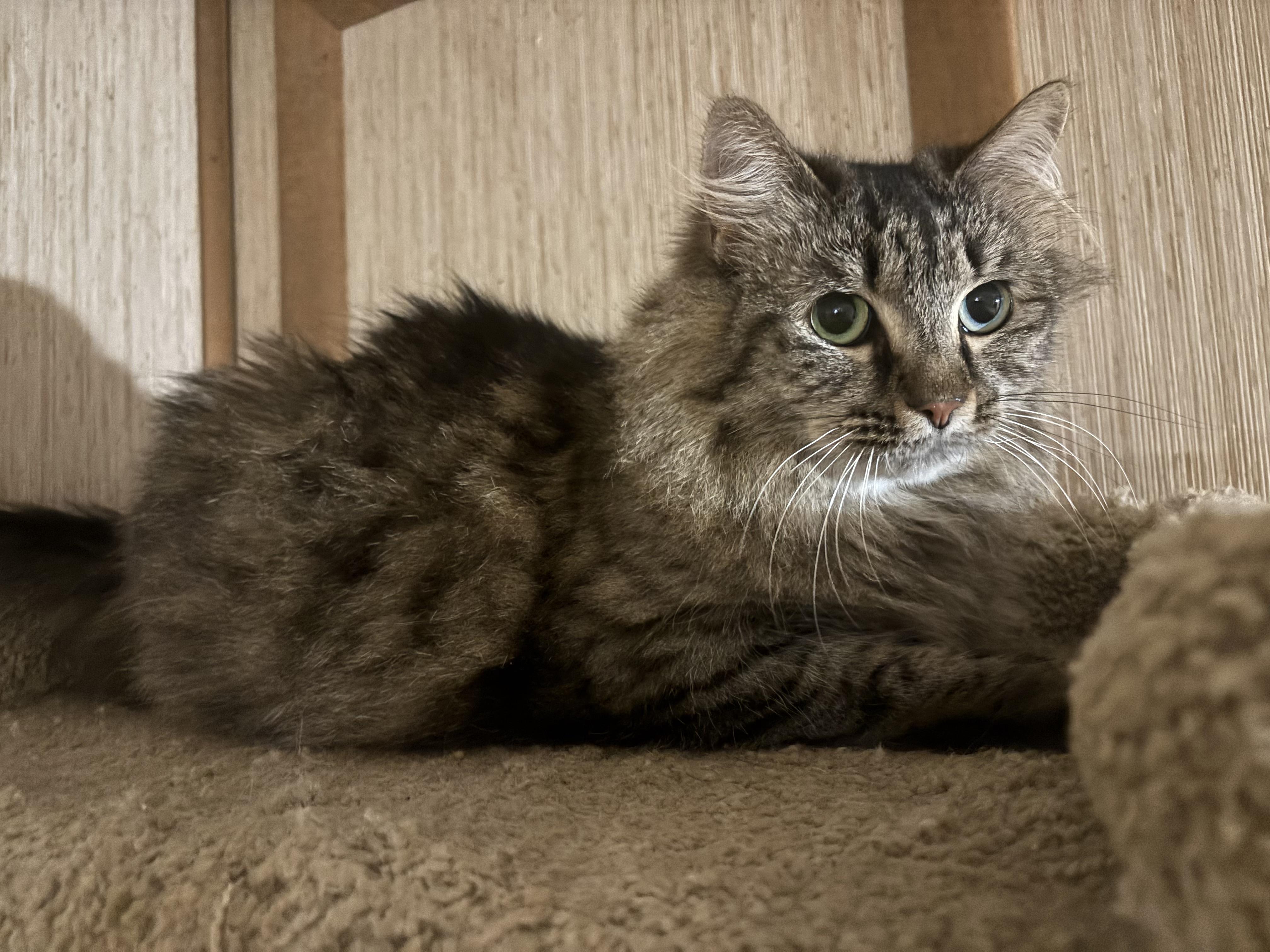 Enlarge Loretta, a ADOPTABLE Domestic Long Hair in Dover, DE image 3/6
