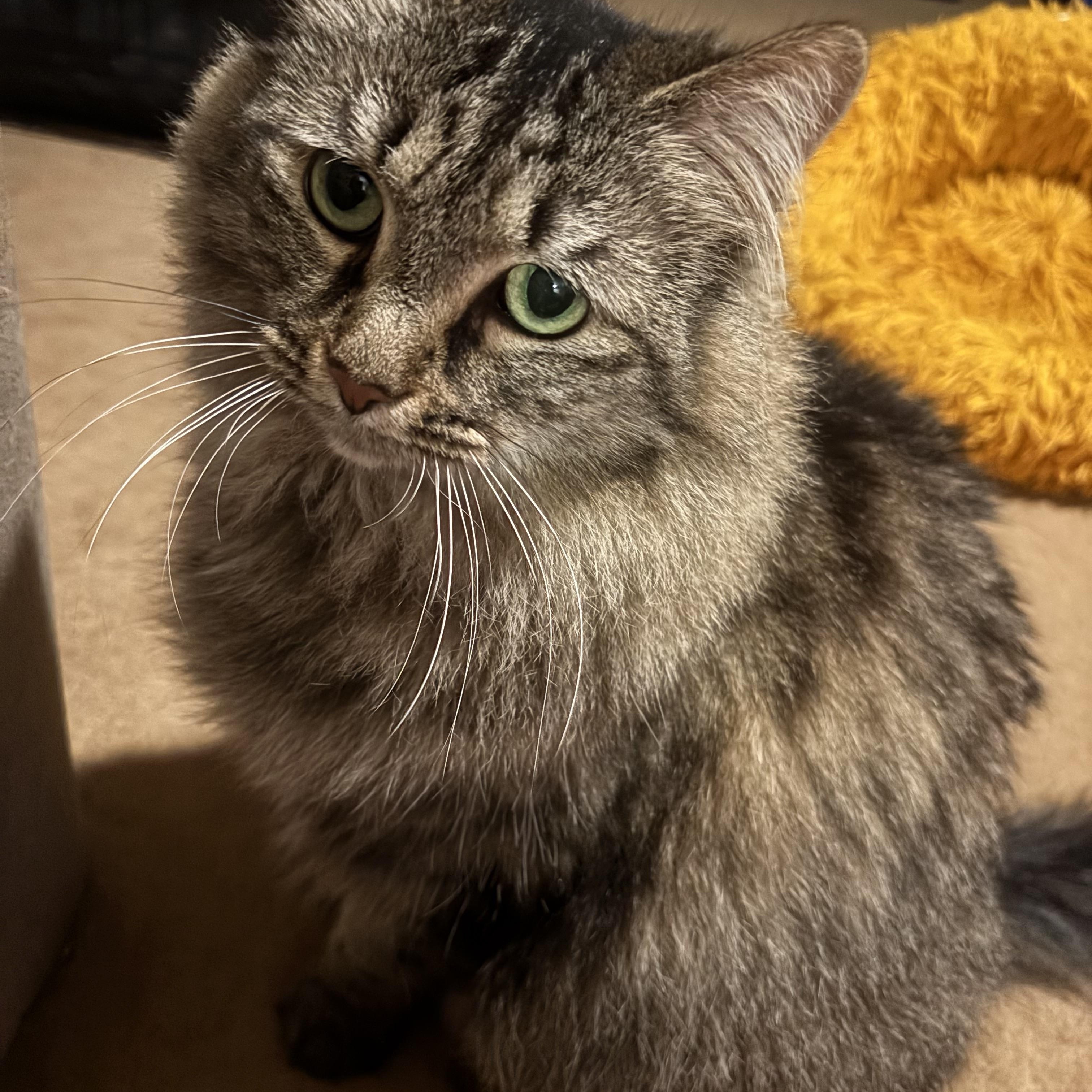 Enlarge Loretta, a ADOPTABLE Domestic Long Hair in Dover, DE image 2/6