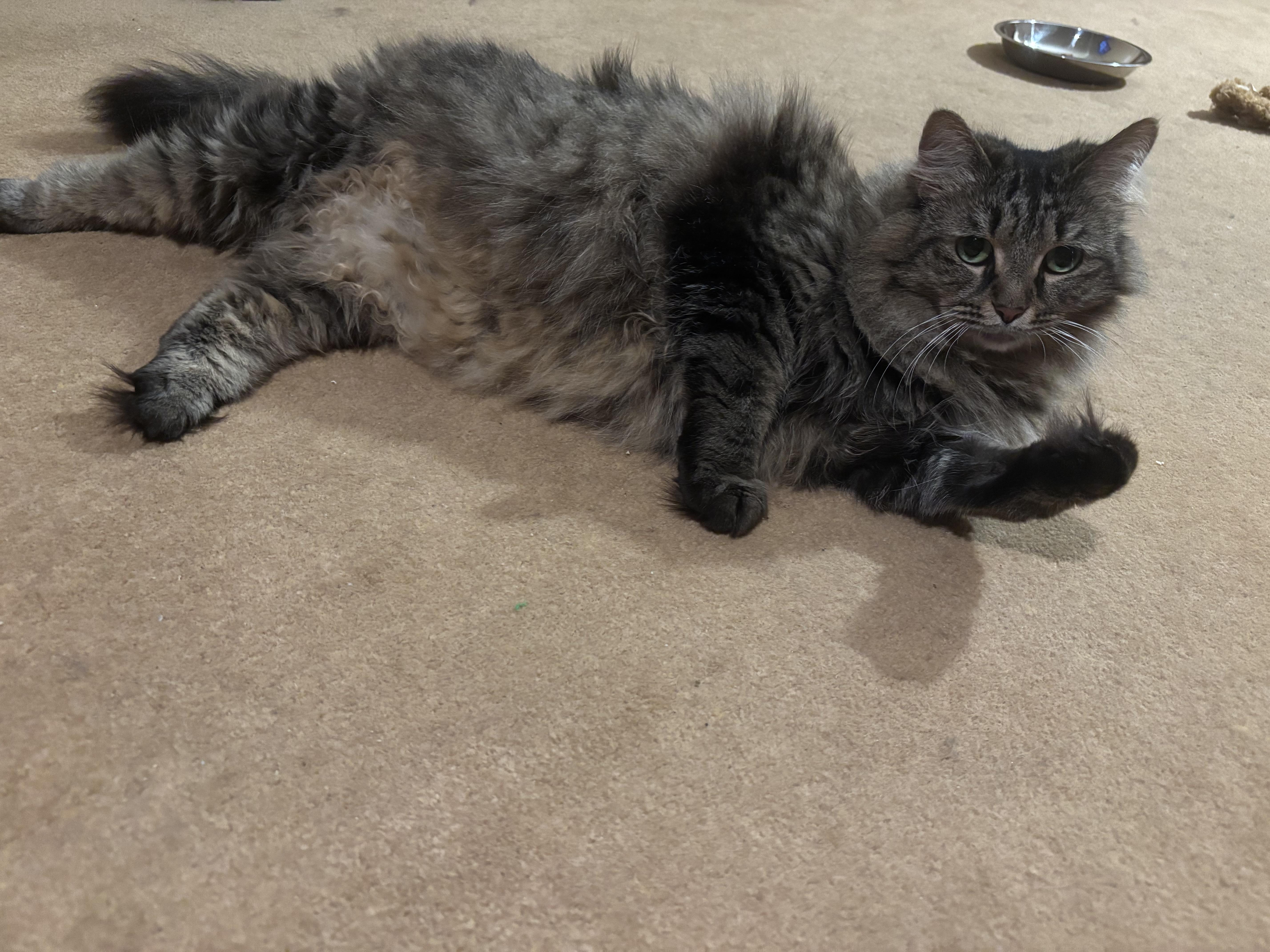 Enlarge Loretta, a ADOPTABLE Domestic Long Hair in Dover, DE image 5/6