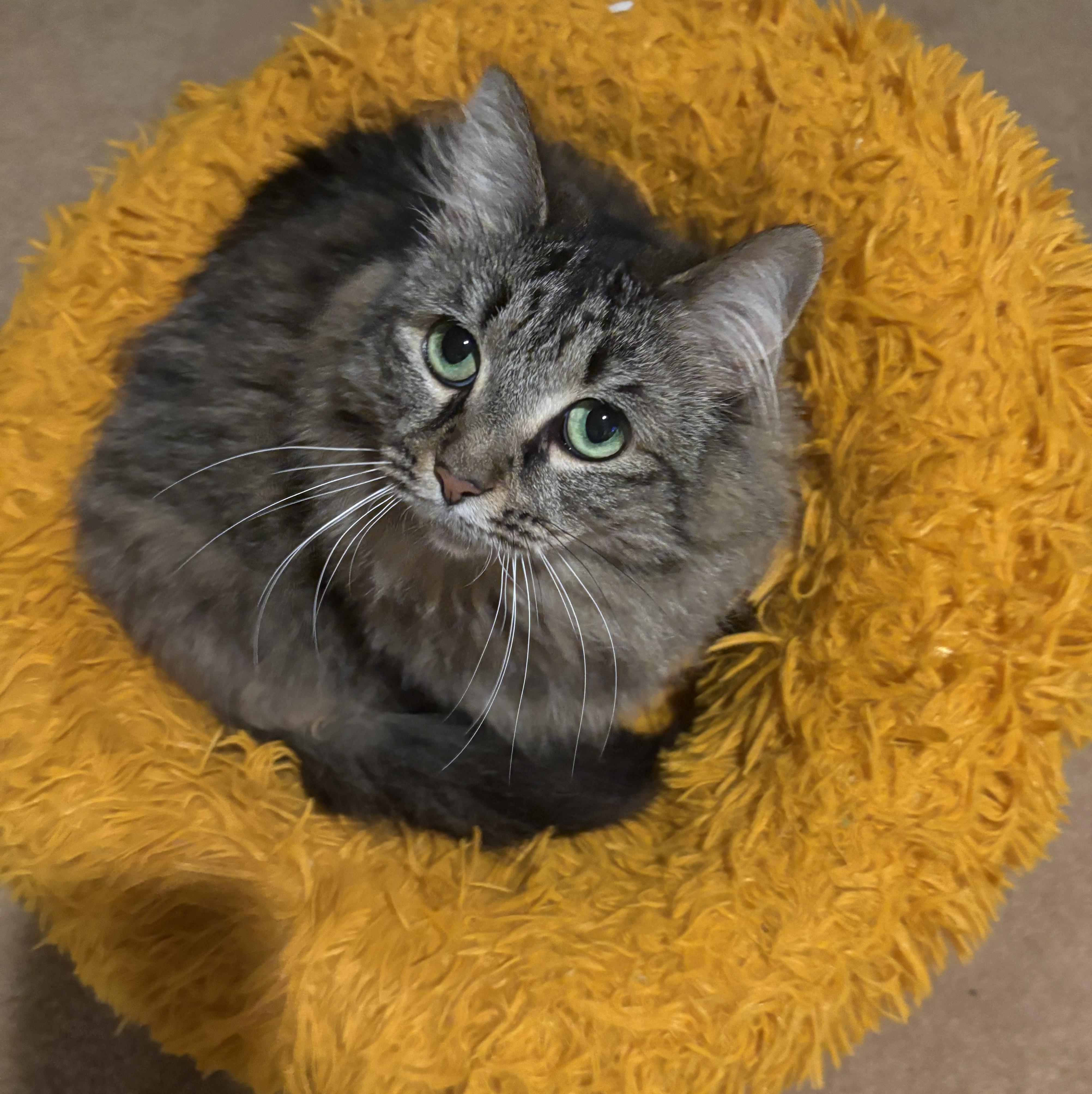 Enlarge Loretta, a ADOPTABLE Domestic Long Hair in Dover, DE image 1/6
