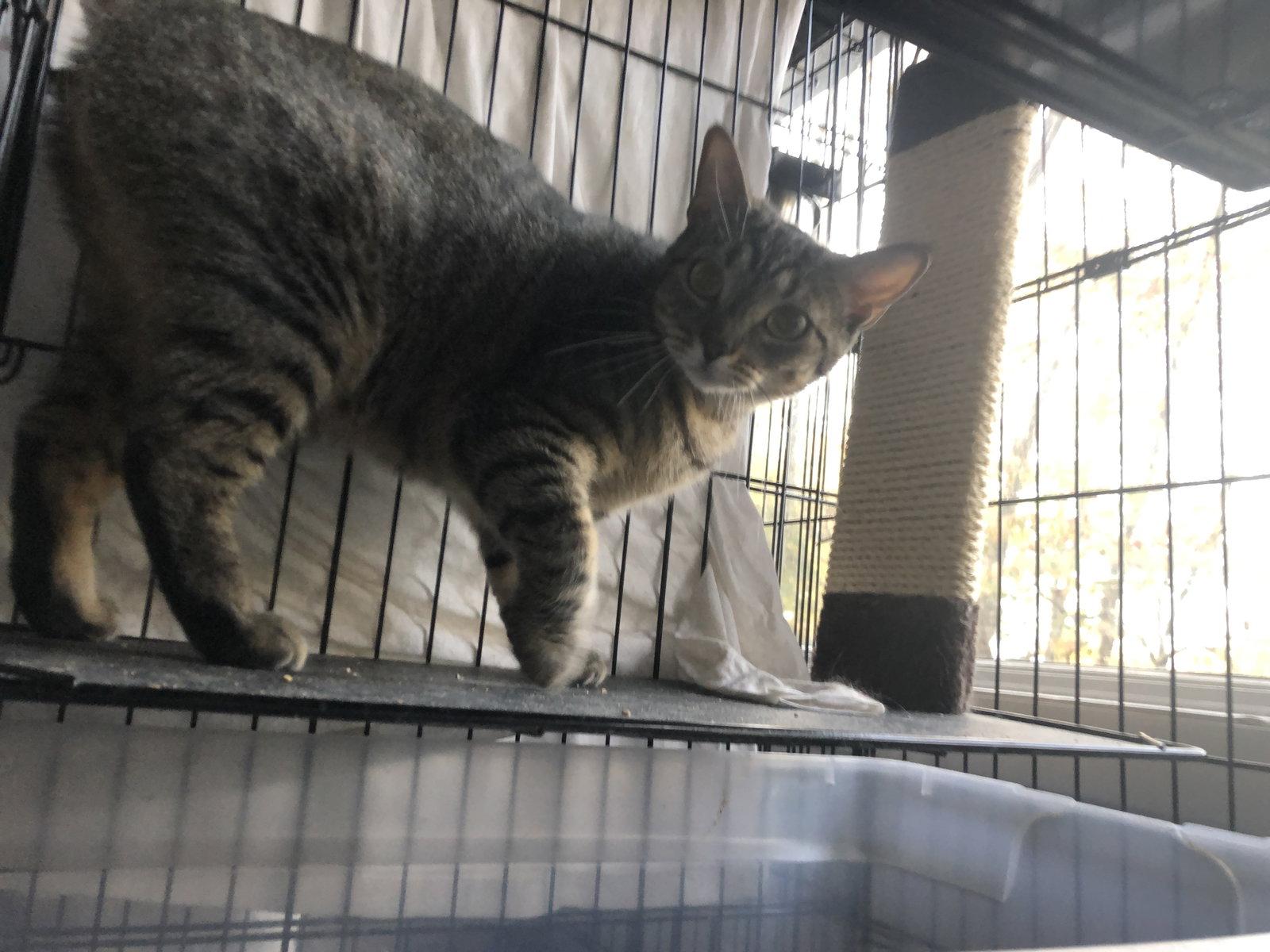 Luna 3542, Adoptable, Adult Female Tabby.
