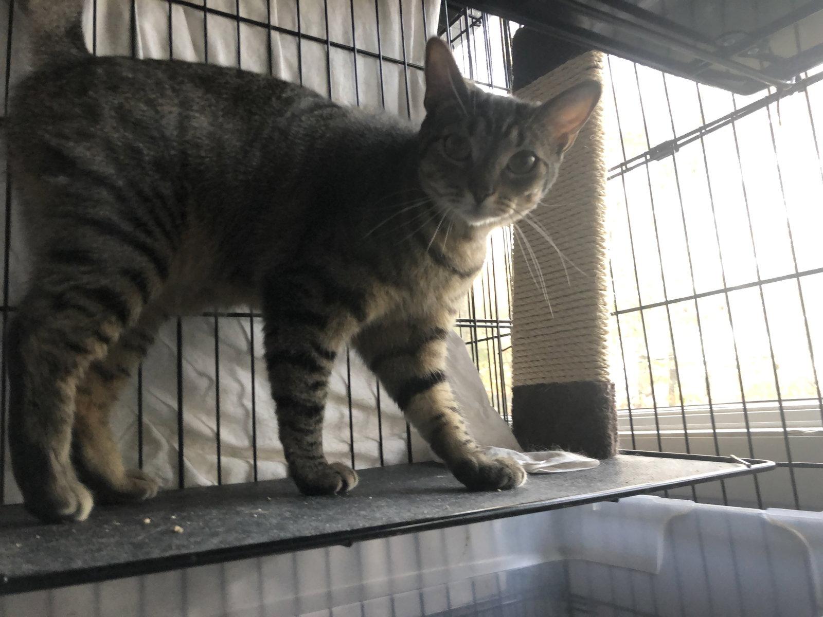 Luna 3542, a Adoptable Tabby in Locust Grove, VA image 2/3