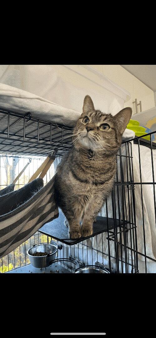 Luna 3542, a Adoptable Tabby in Locust Grove, VA image 3/3