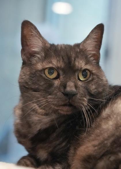 Enlarge Almond 61767, a Adoptable mixed breed in Aiken, SC image 1/1