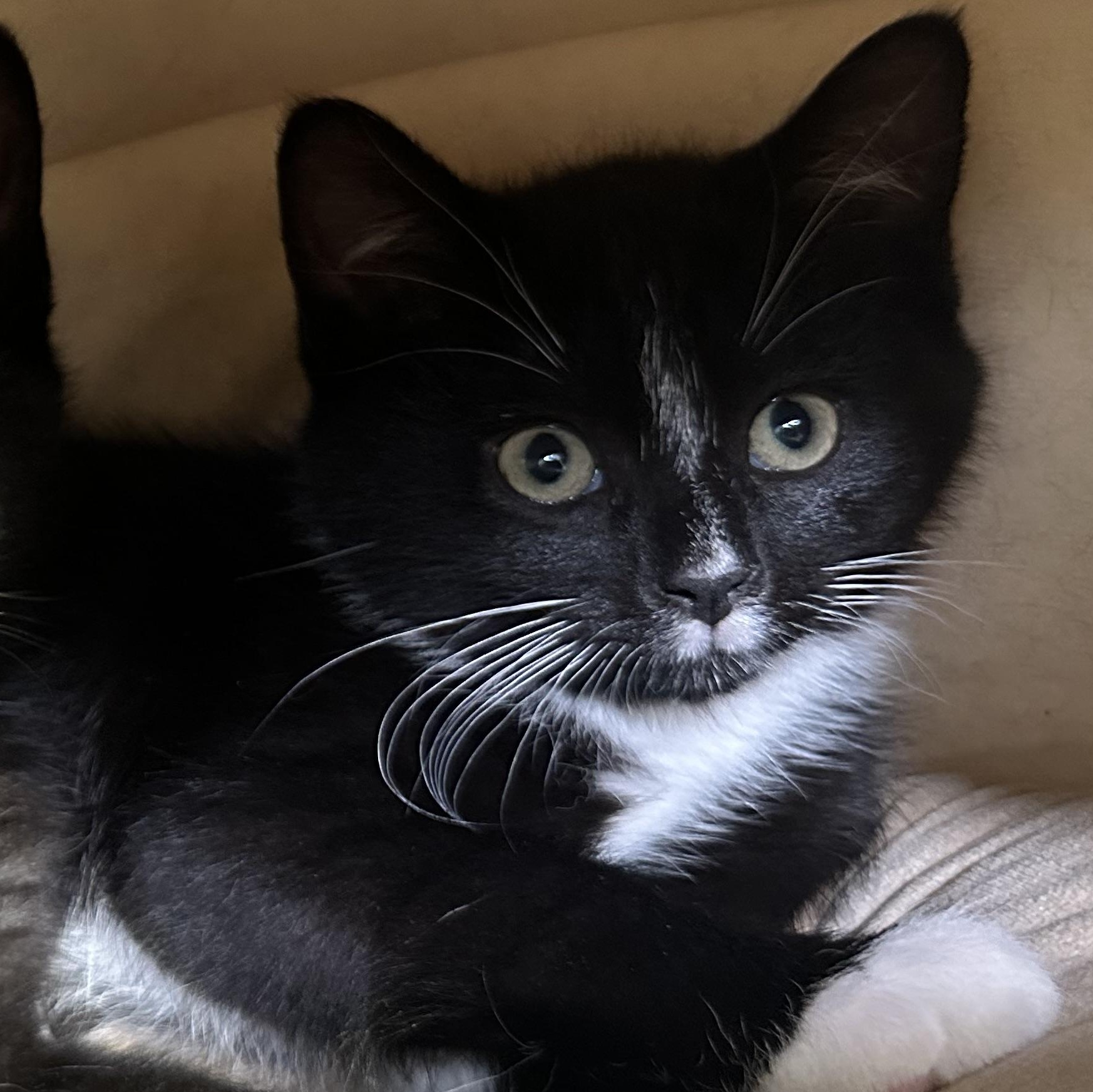 Socks, Baby Female Domestic Short Hair