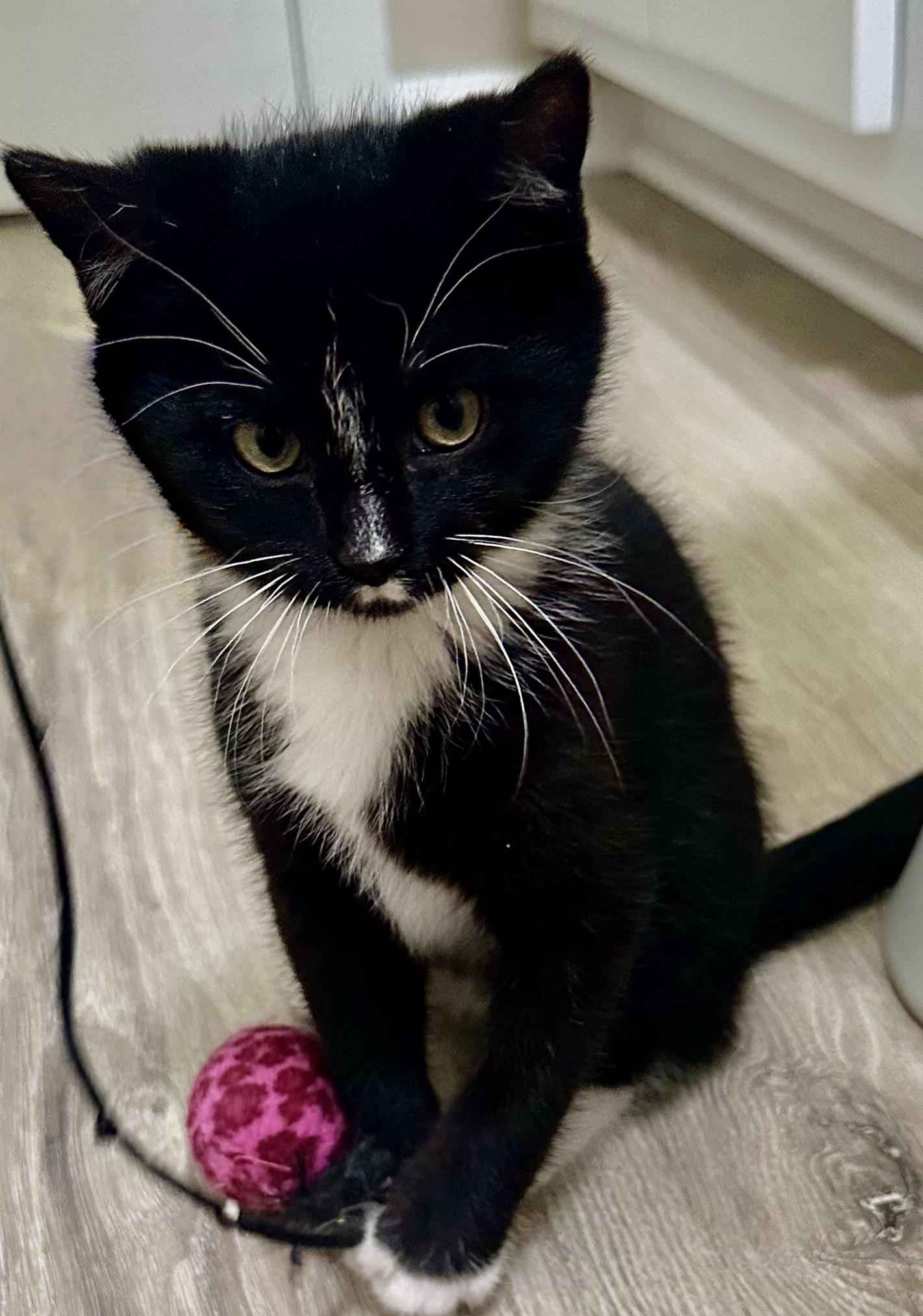 Socks, an adopted Domestic Short Hair in Fayetteville, NC image 2/6