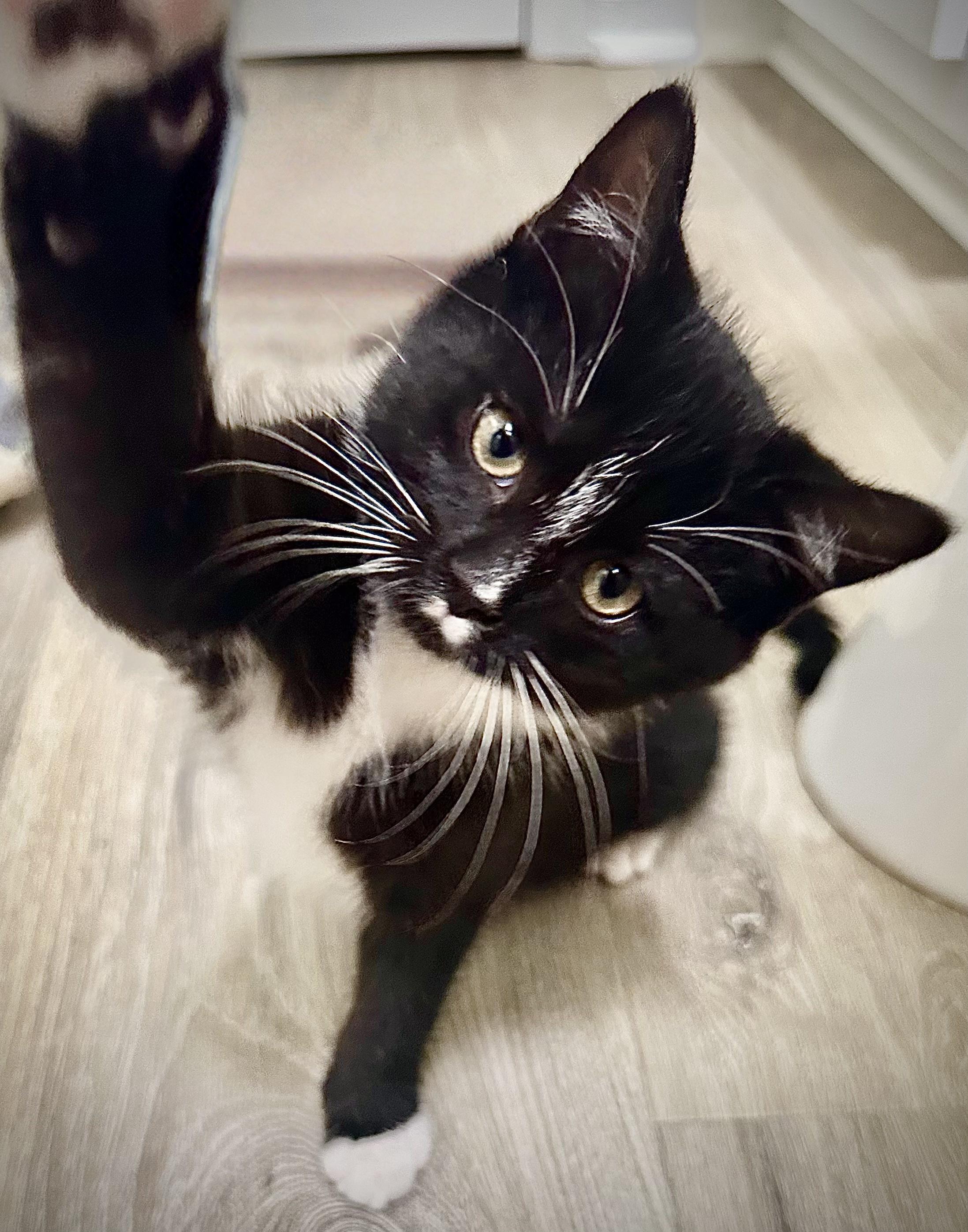 Socks, an adopted Domestic Short Hair in Fayetteville, NC image 3/6