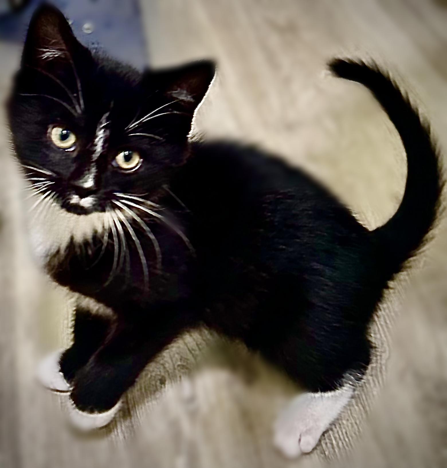 Socks, an adopted Domestic Short Hair in Fayetteville, NC image 4/6