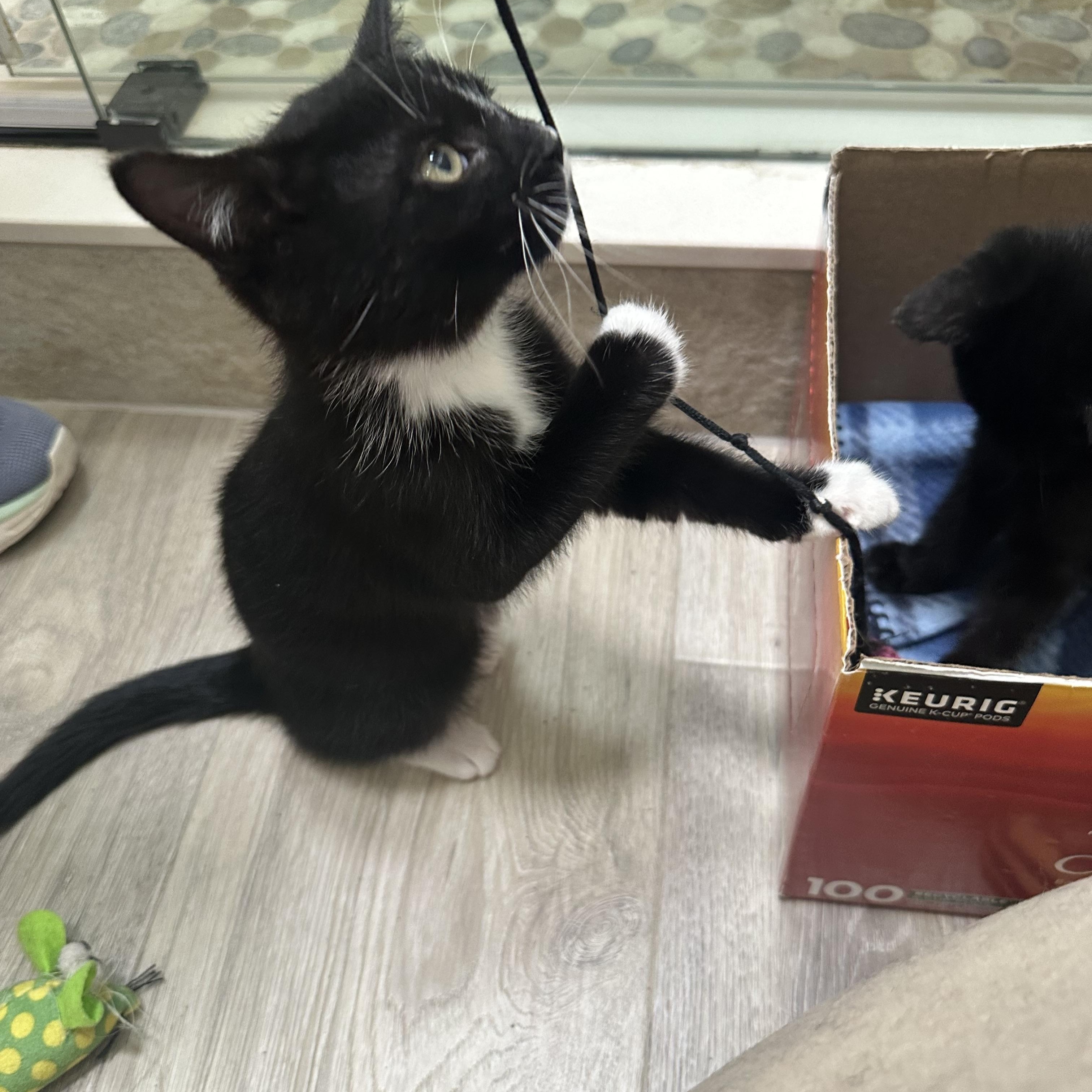 Socks, an adopted Domestic Short Hair in Fayetteville, NC image 5/6