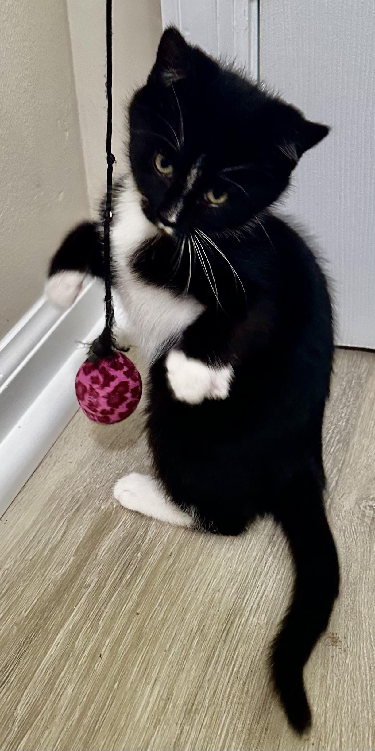 Socks, an adopted Domestic Short Hair in Fayetteville, NC image 6/6