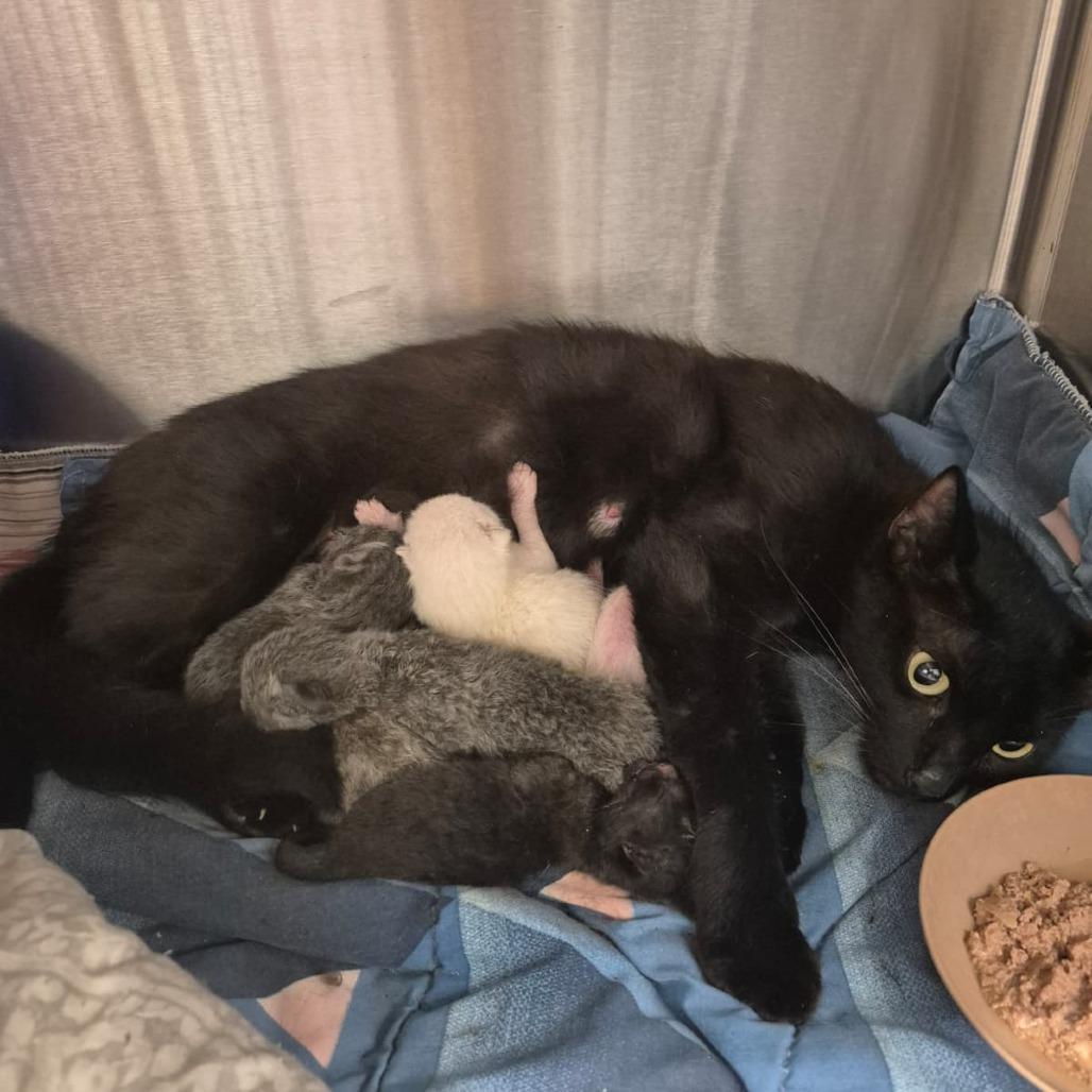 Gale (lavender collar), Adoptable, Kitten Male Domestic Short Hair.