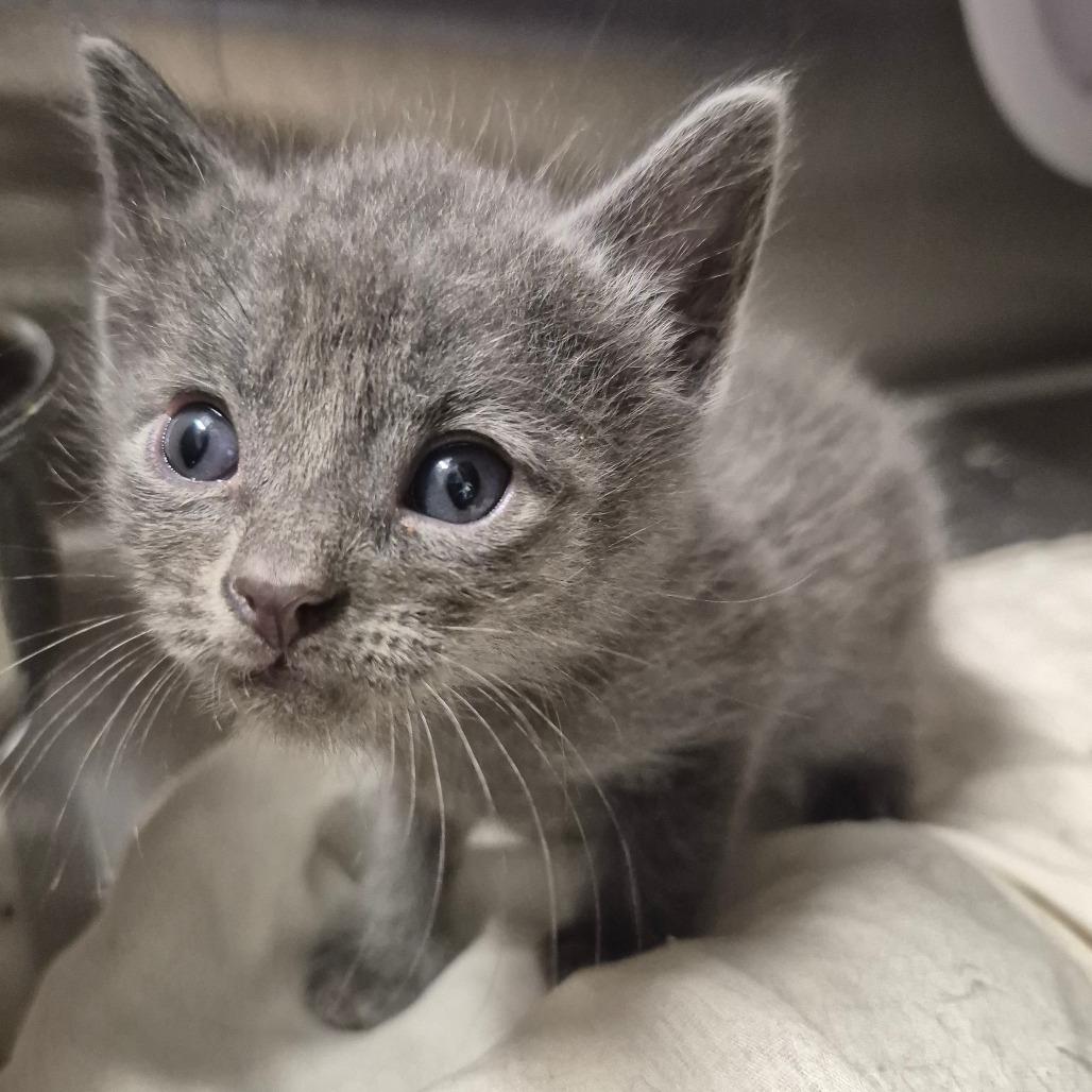 Enlarge Gale (lavender collar), a Adoptable Domestic Short Hair in Kingman, KS image 2/2