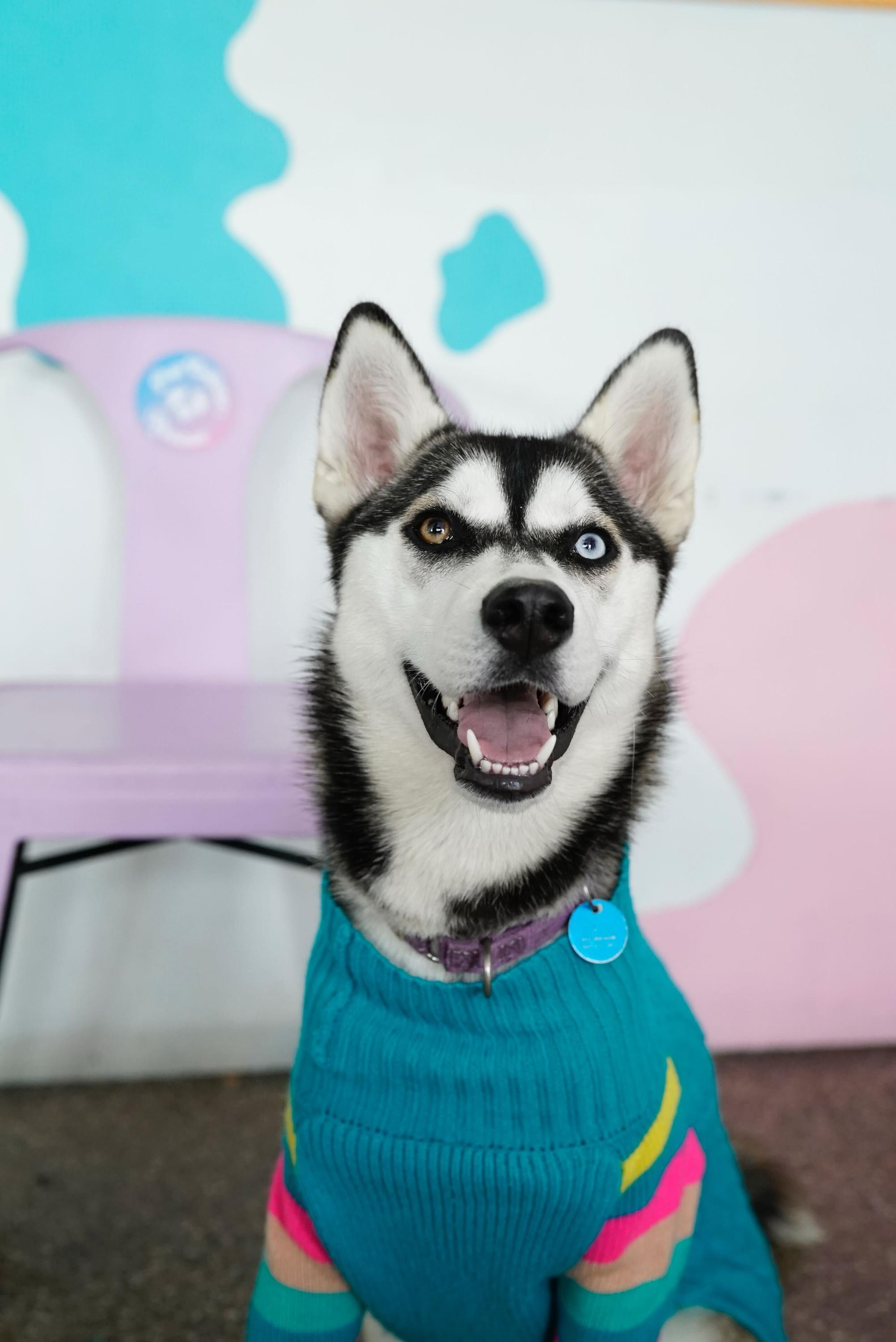 Enlarge Chessy, a Adoptable Husky in Pasadena, CA image 3/5
