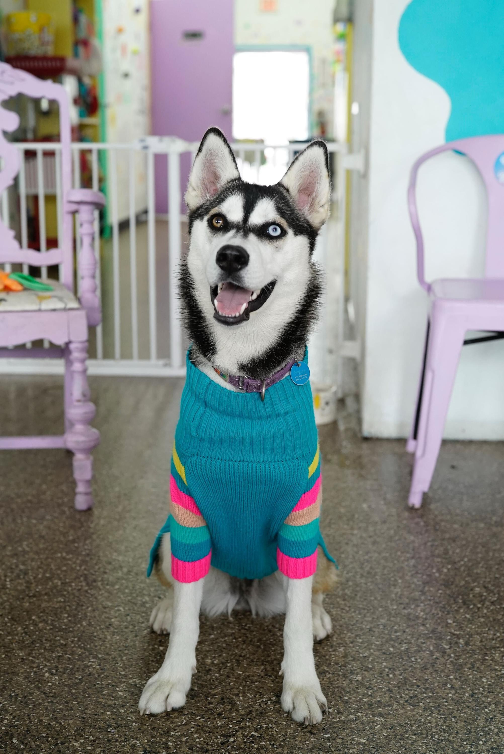 Enlarge Chessy, a Adoptable Husky in Pasadena, CA image 5/5