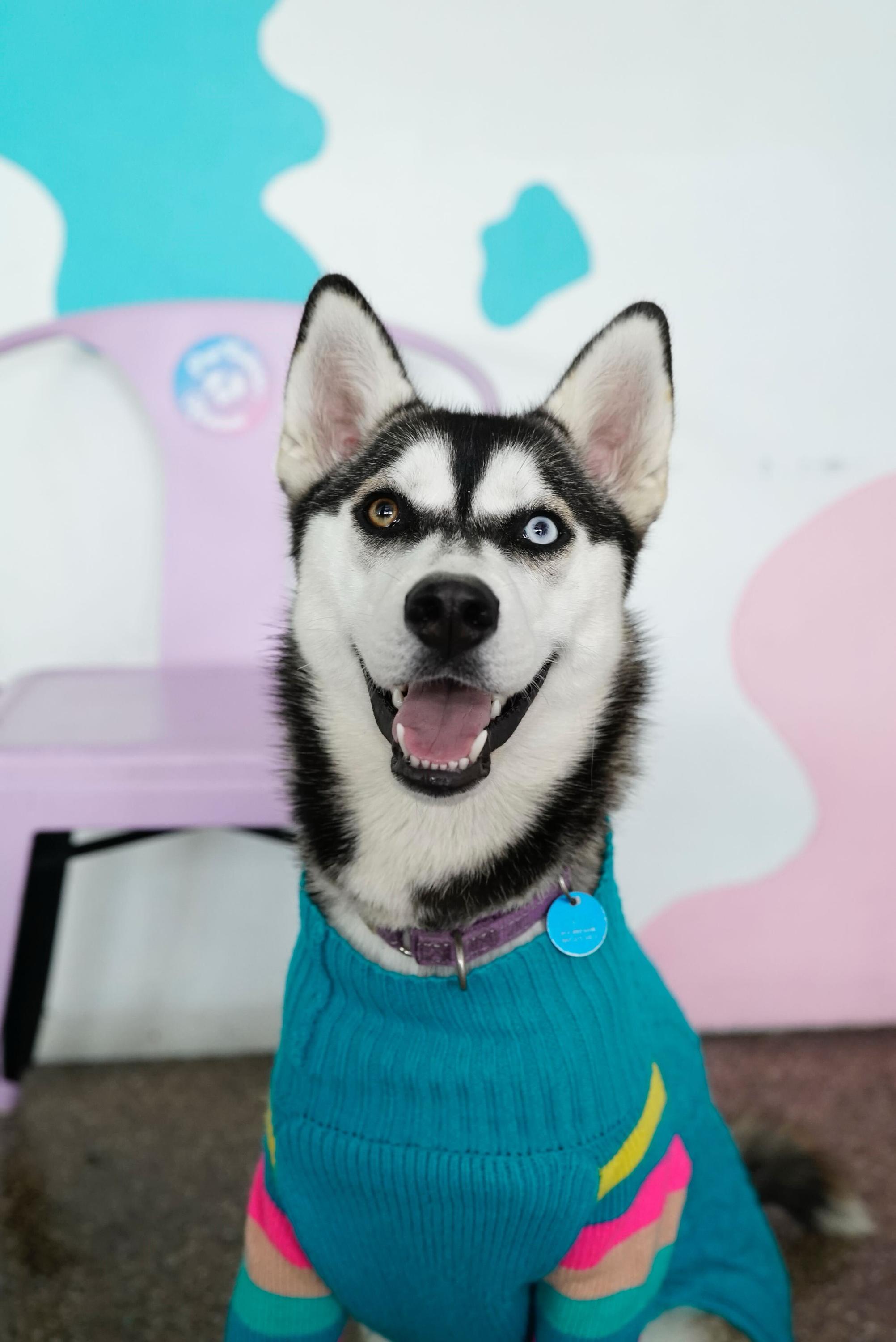 Enlarge Chessy, a Adoptable Husky in Pasadena, CA image 1/5