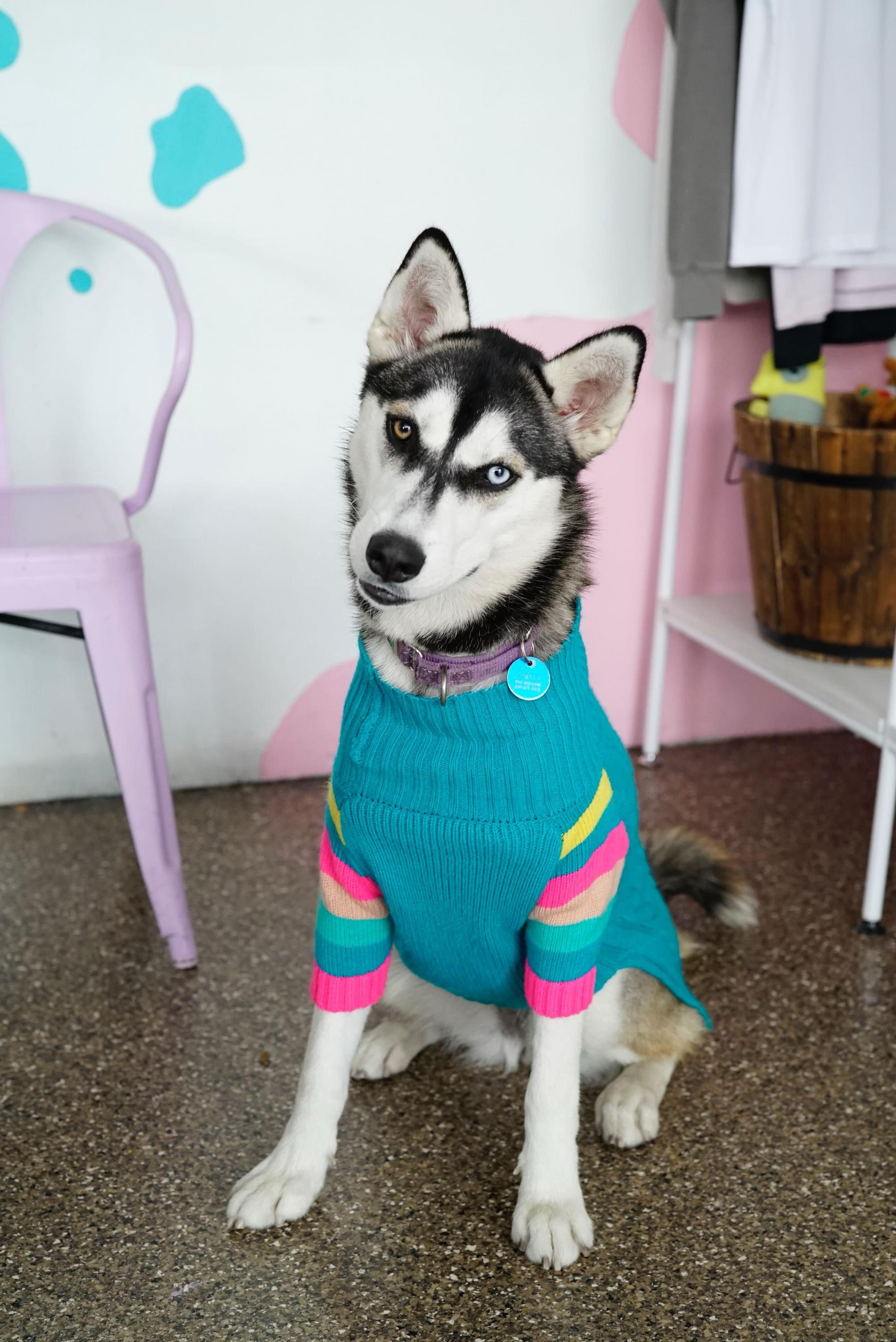 Enlarge Chessy, a Adoptable Husky in Pasadena, CA image 4/5