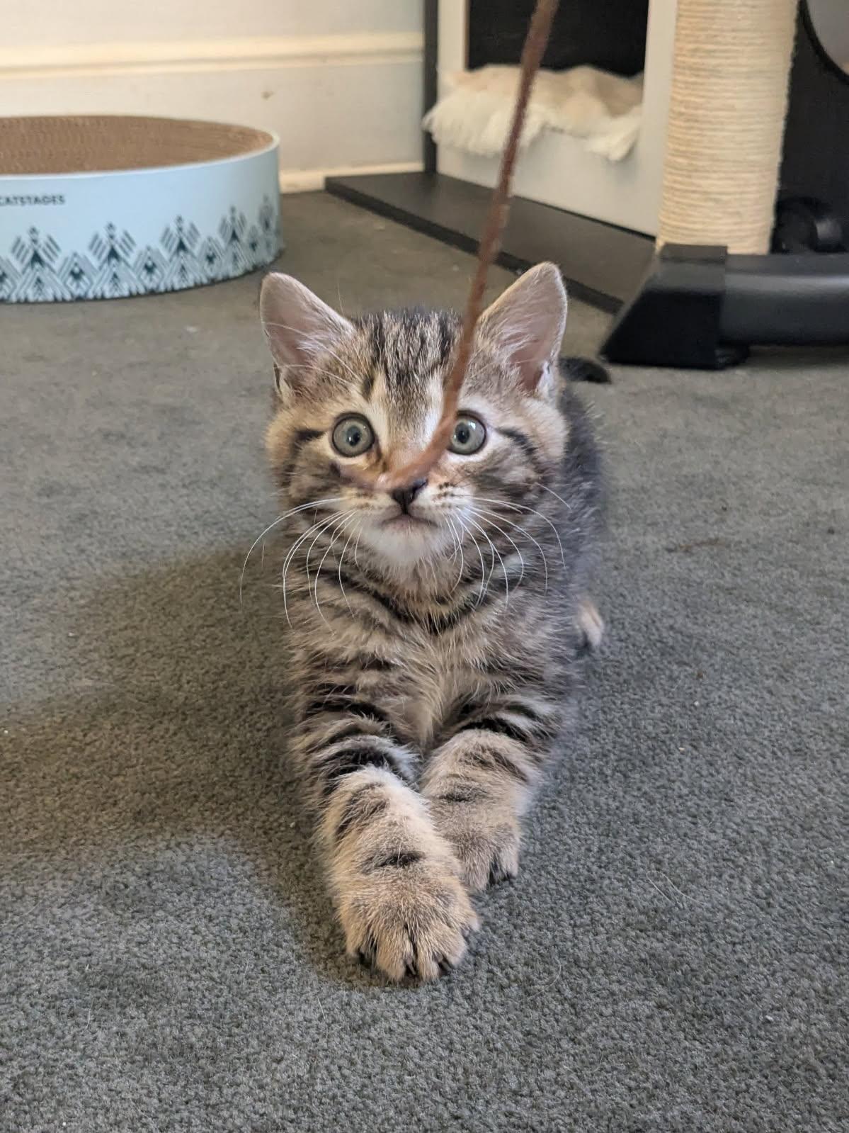 Atlas, adoptable, Kitten Male Domestic Short Hair.