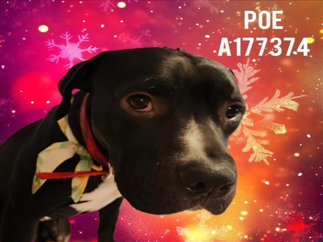 EDGAR ALLEN POE, Adoptable, Young Male Pit Bull Terrier & Mixed Breed.