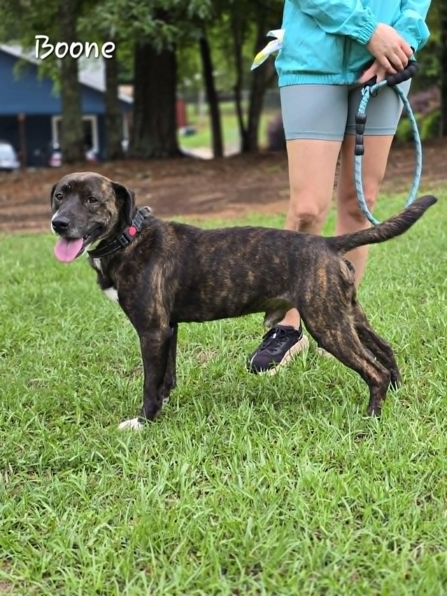 Boone, a ADOPTABLE mixed breed in Bishop, GA image 3/4