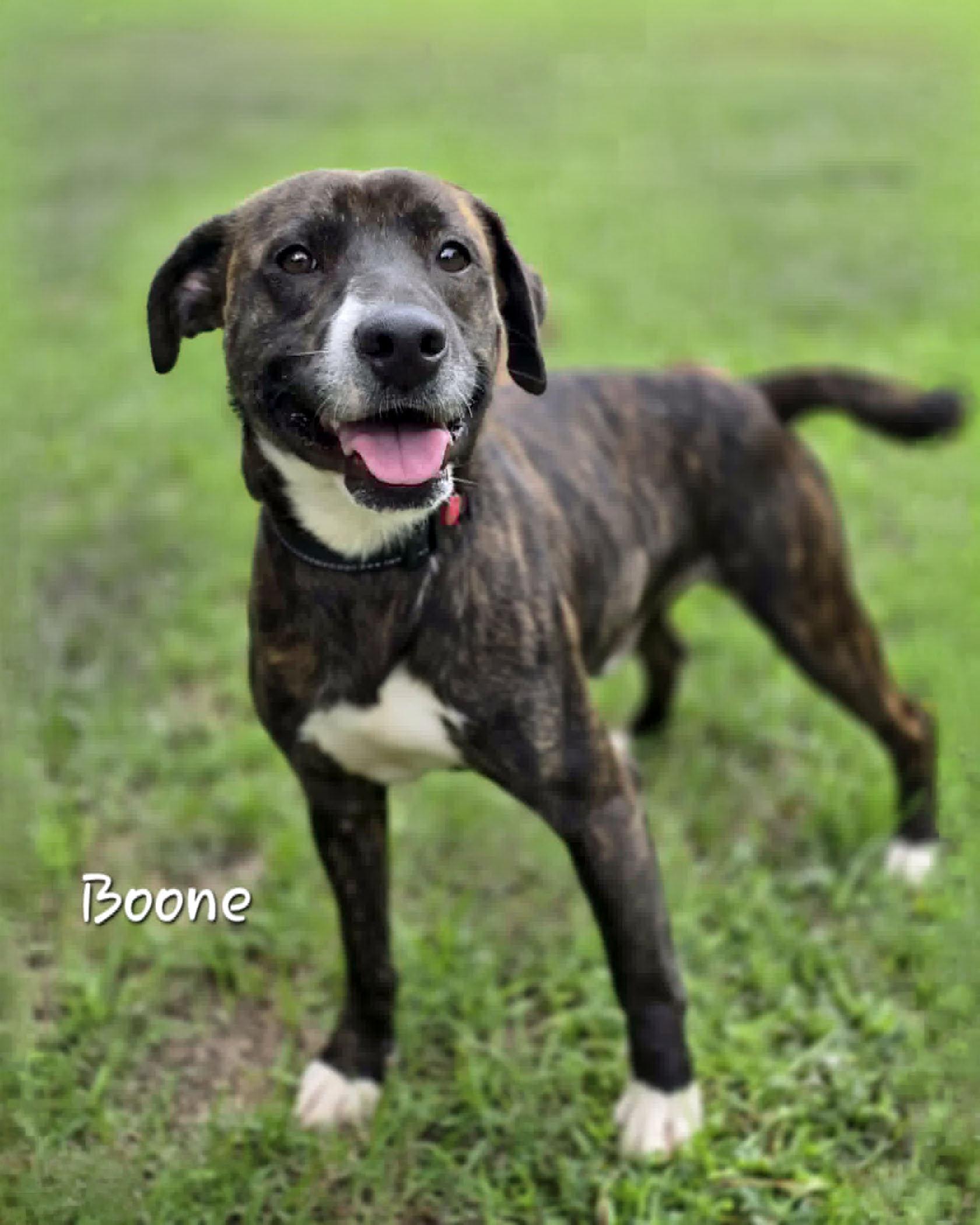 Boone, a ADOPTABLE mixed breed in Bishop, GA image 1/4