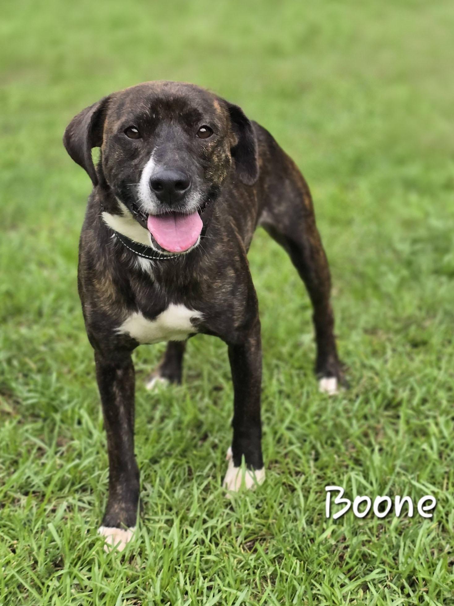 Boone, a ADOPTABLE mixed breed in Bishop, GA image 2/4