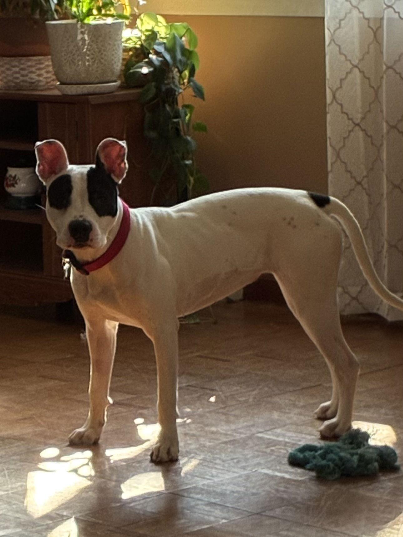 Tinklebell - Foster to Adopt Available!!, Adoptable, Adult Female Terrier.