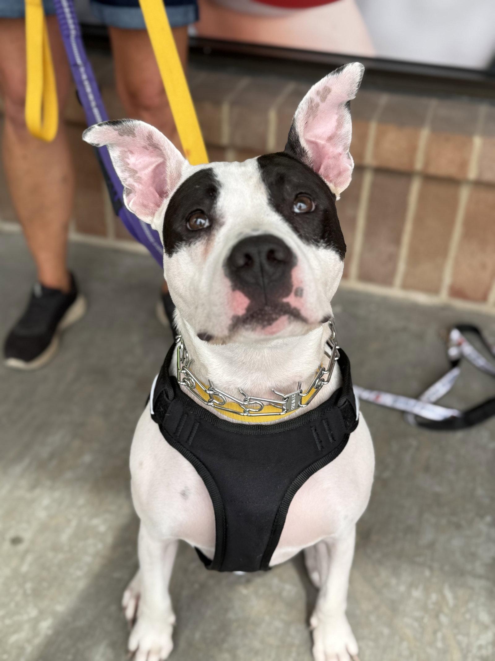 Enlarge Tink, a Adoptable Terrier in Hillside, IL image 1/3