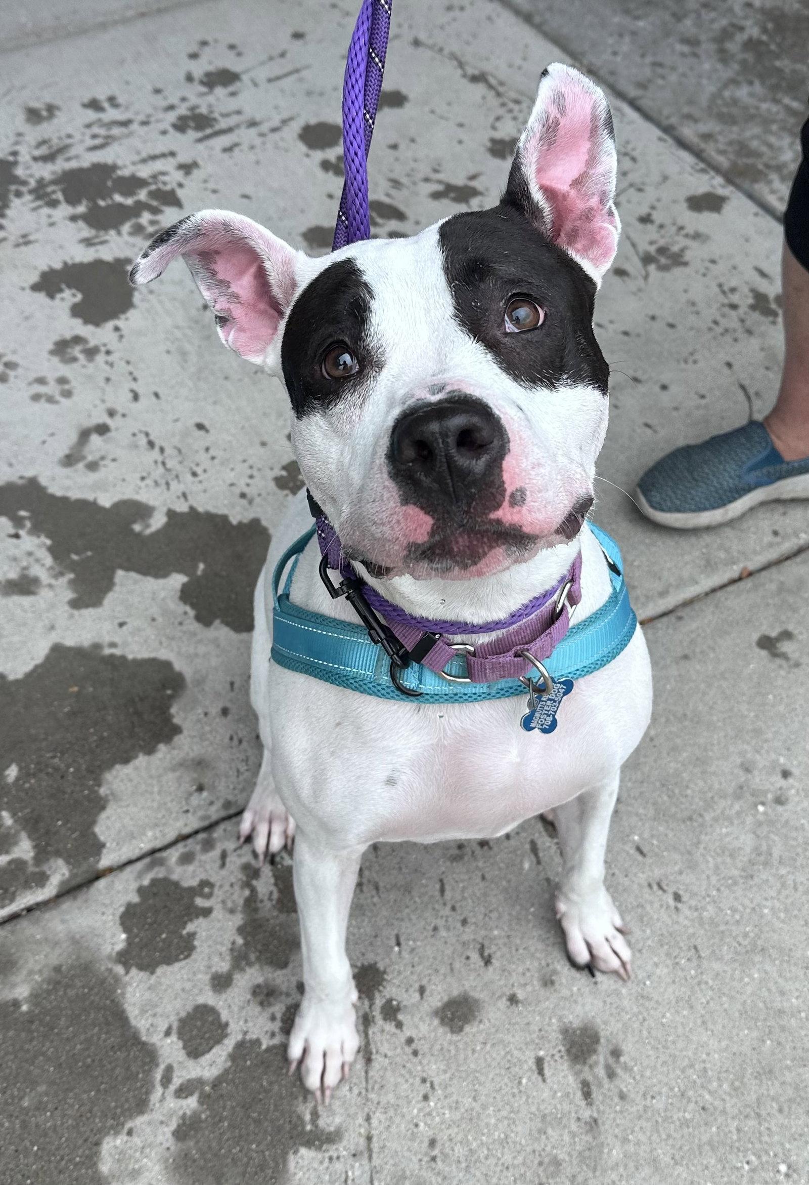 Tink, Adoptable, Young Female Terrier.