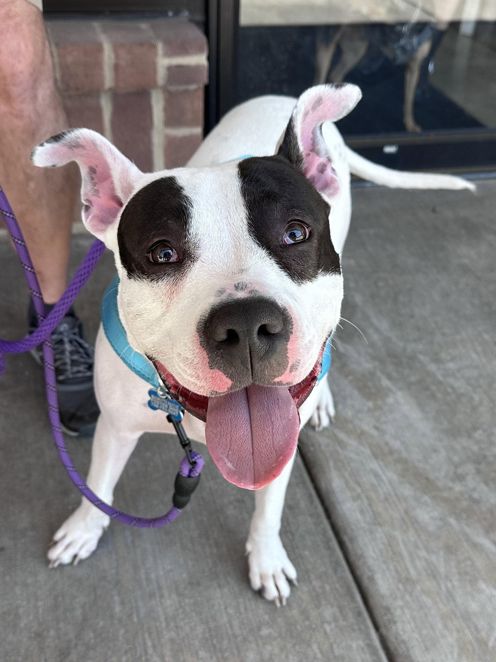 Tink, Adoptable, Adult Female Terrier.
