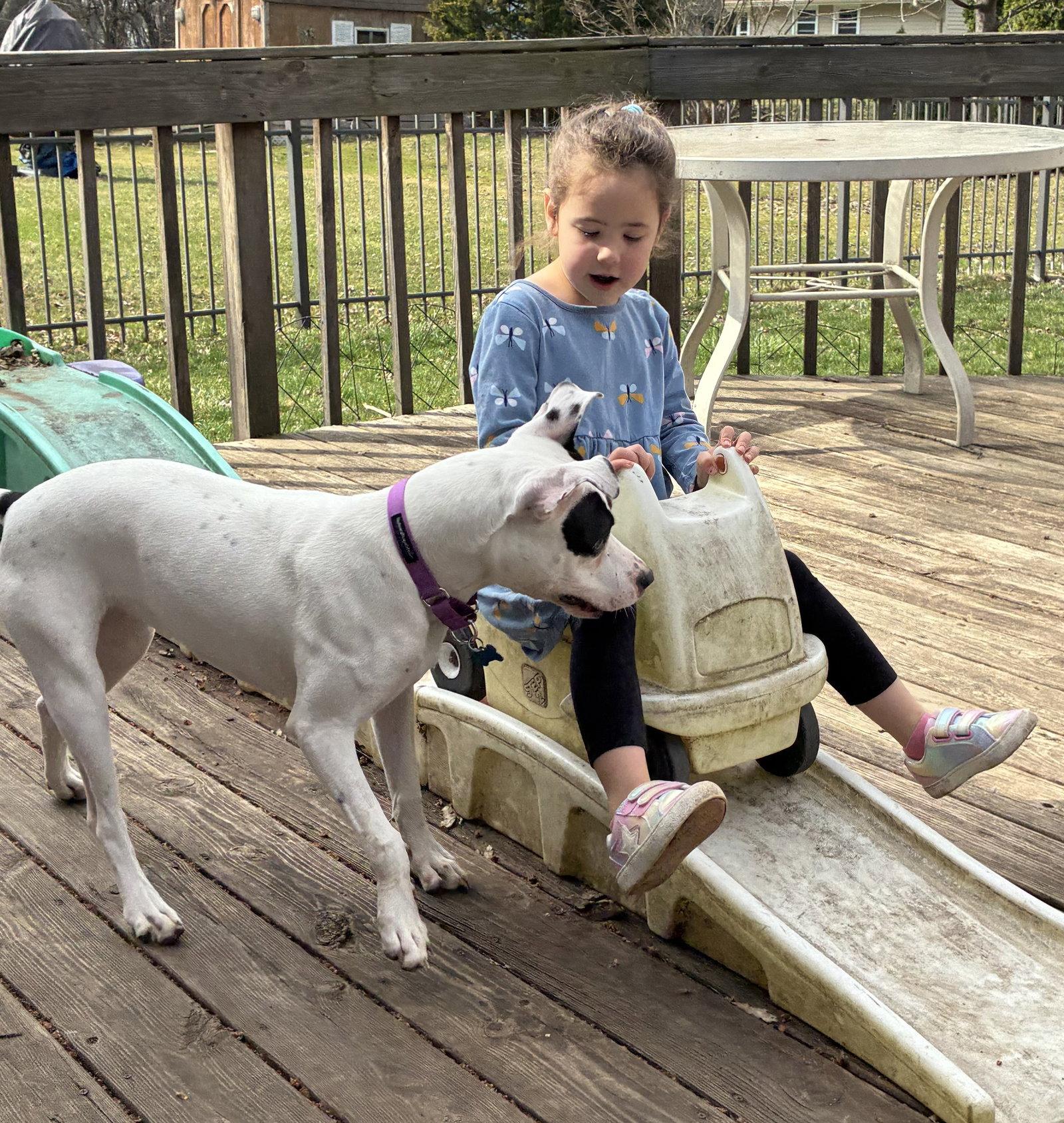 Enlarge Tinklebell - Foster to Adopt Available!!, a Adoptable Terrier in Hillside, IL image 2/3