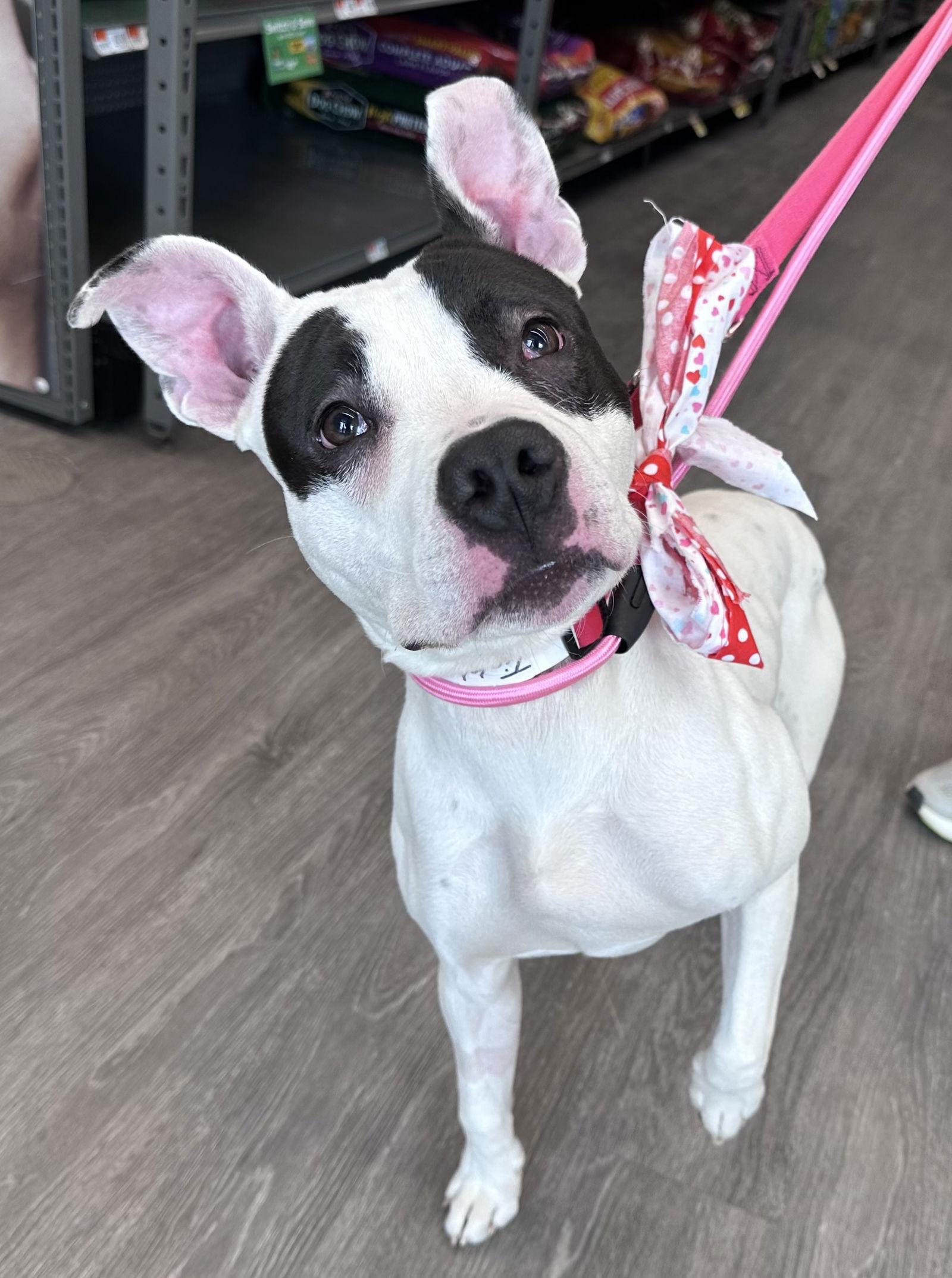 Enlarge Tinklebell - Foster to Adopt Available!!, a Adoptable Terrier in Hillside, IL image 2/3