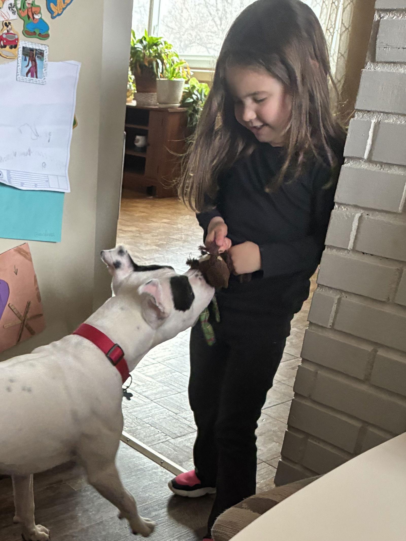 Enlarge Tinklebell - Foster to Adopt Available!!, a Adoptable Terrier in Hillside, IL image 3/3