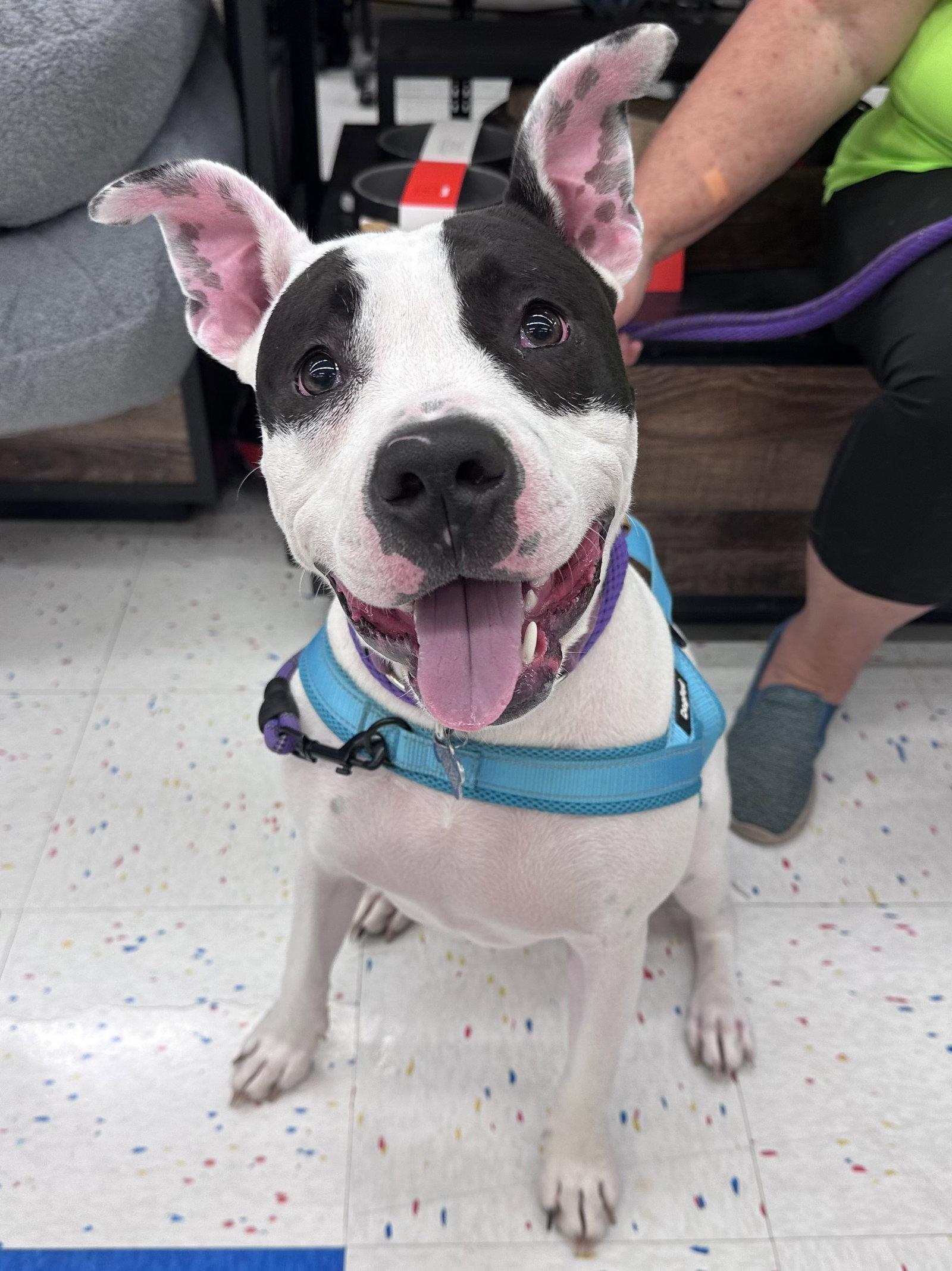 Tink, a Adoptable Terrier in Hillside, IL image 2/3