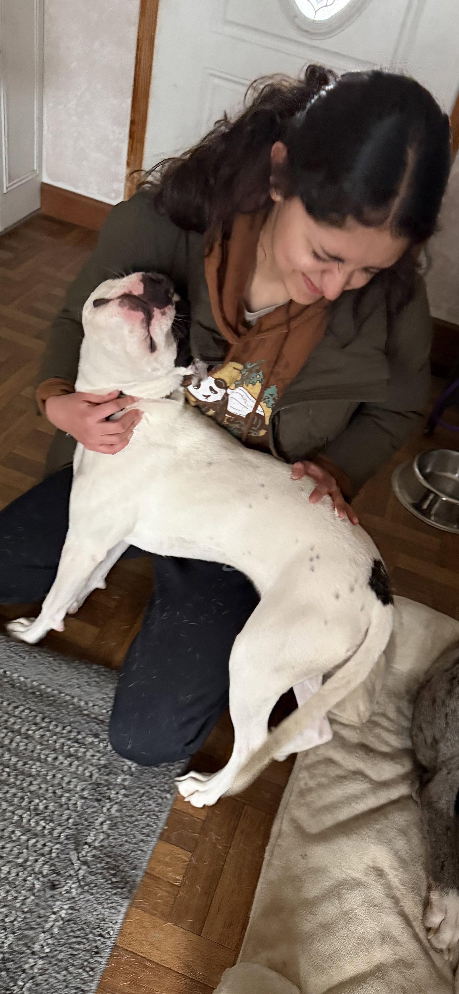 Enlarge Tinklebell - Foster to Adopt Available!!, a Adoptable Terrier in Hillside, IL image 3/3