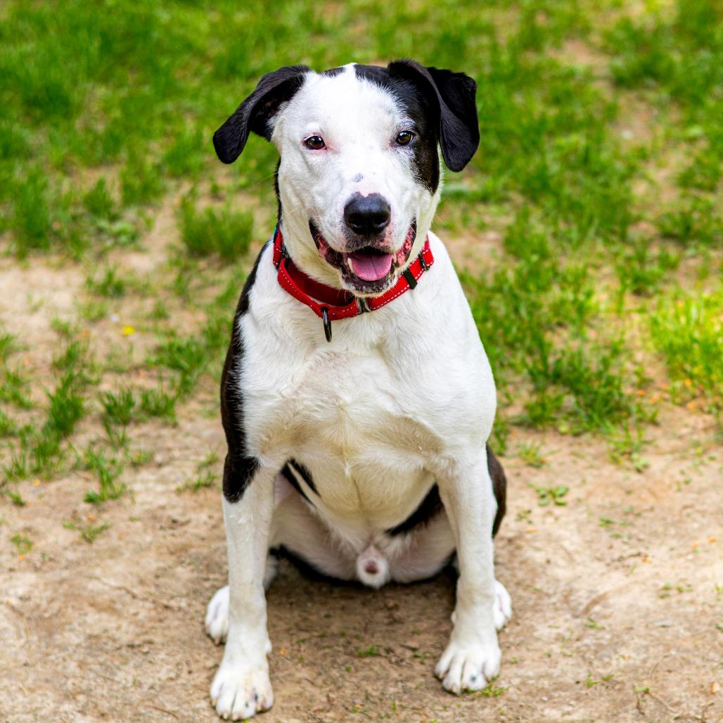 Enlarge Jackson, a Adoptable mixed breed in Wilmington, DE image 2/6