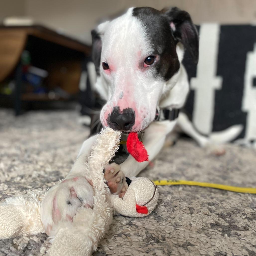 Enlarge Jackson, a Adoptable mixed breed in Wilmington, DE image 3/6