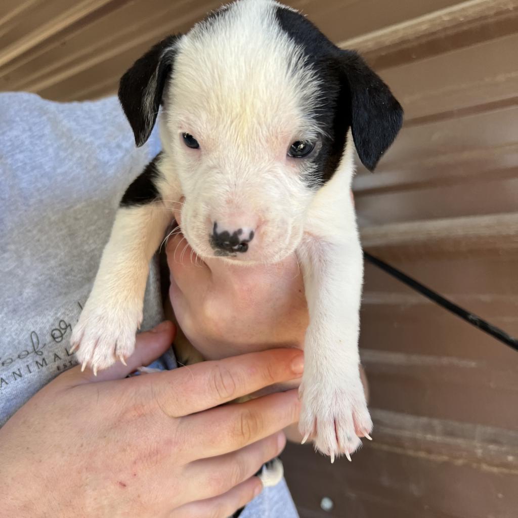 Enlarge Jackson, a Adoptable mixed breed in Wilmington, DE image 3/6